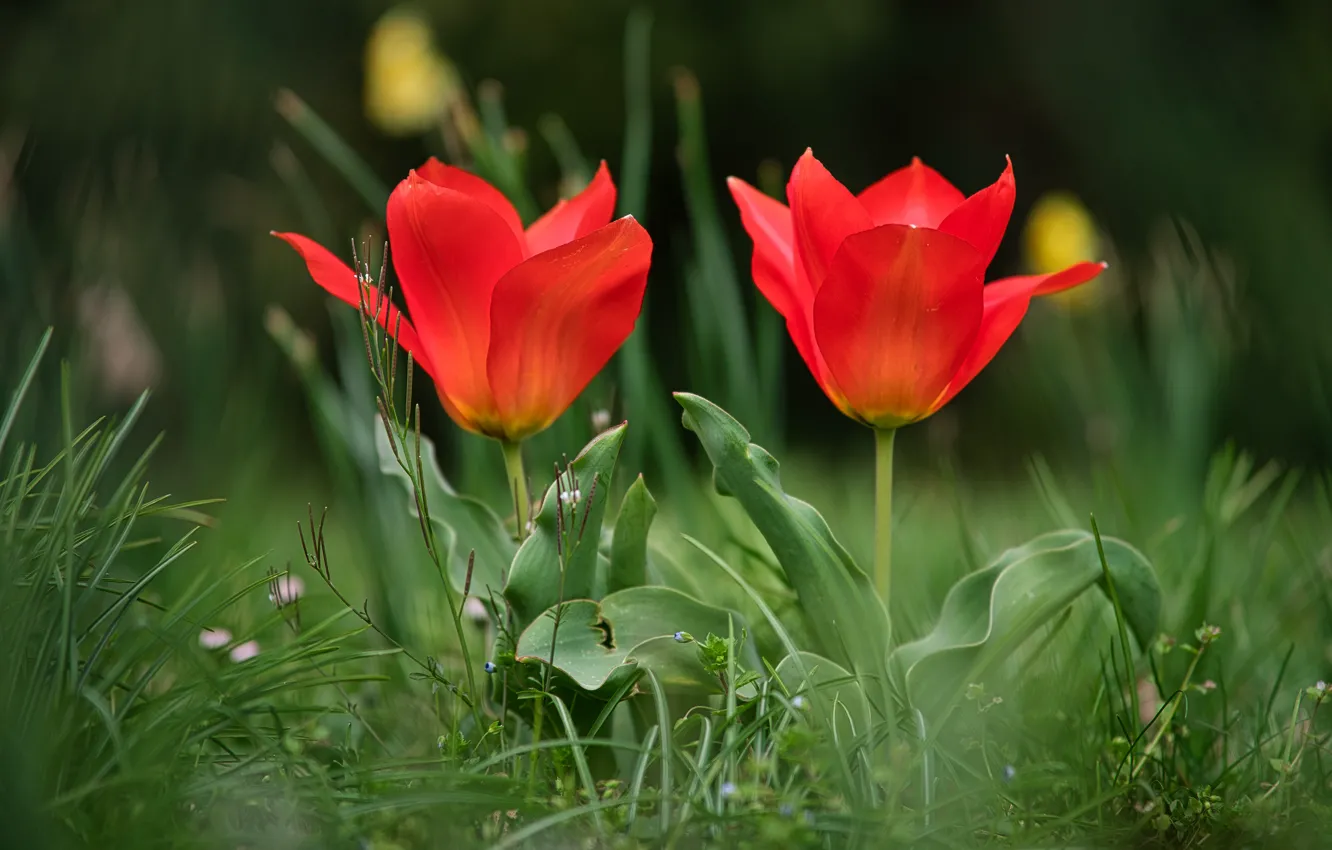 Photo wallpaper flowers, red, tulips, Duo, buds