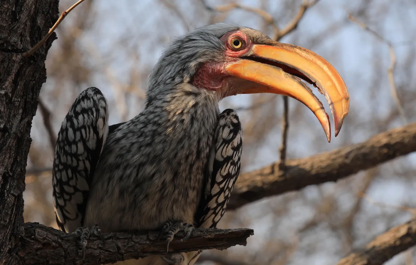 Photo wallpaper trees, branches, bird, beak, Toucan