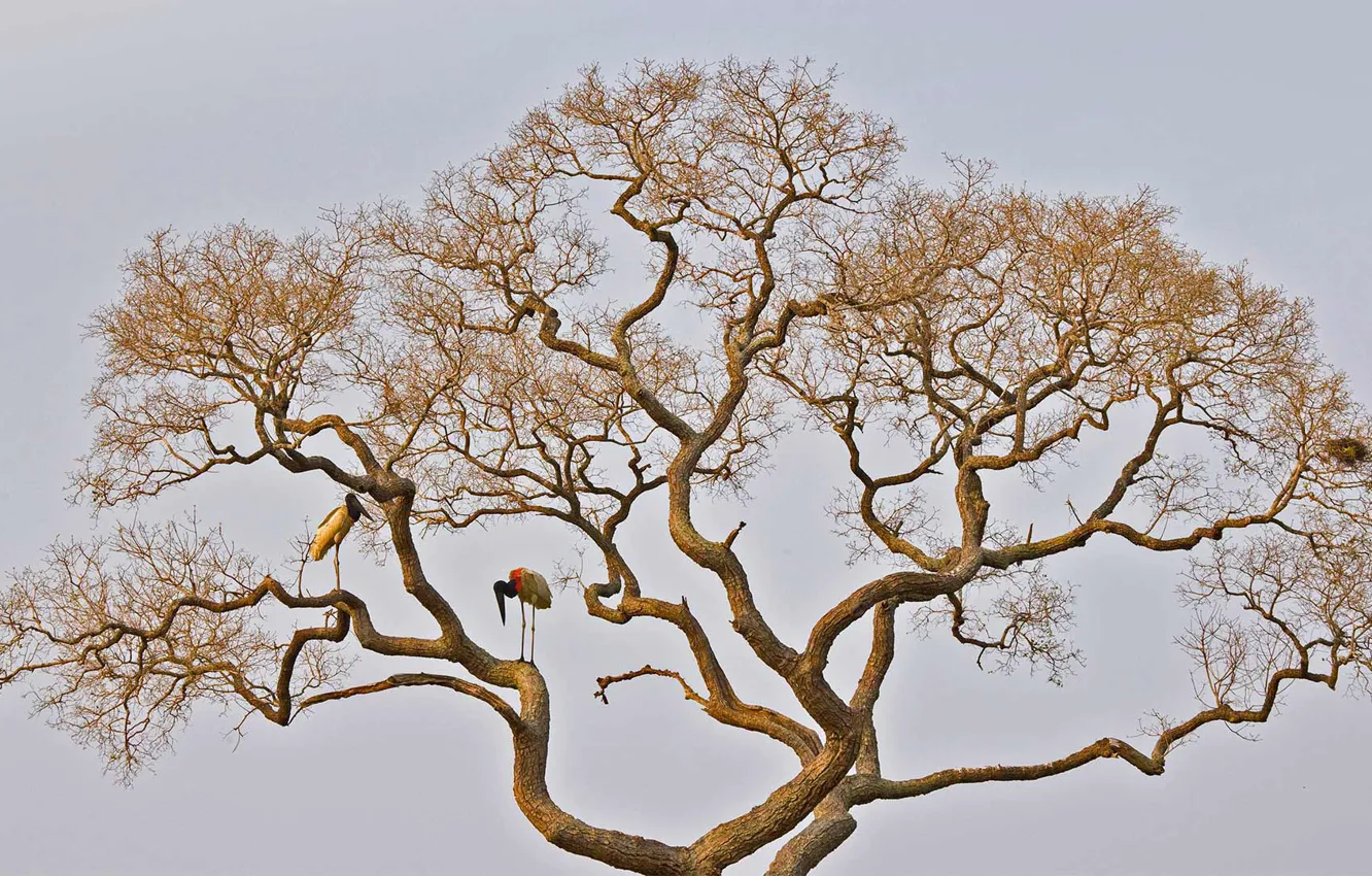 Photo wallpaper tree, bird, stork, Brazilian Jabiru