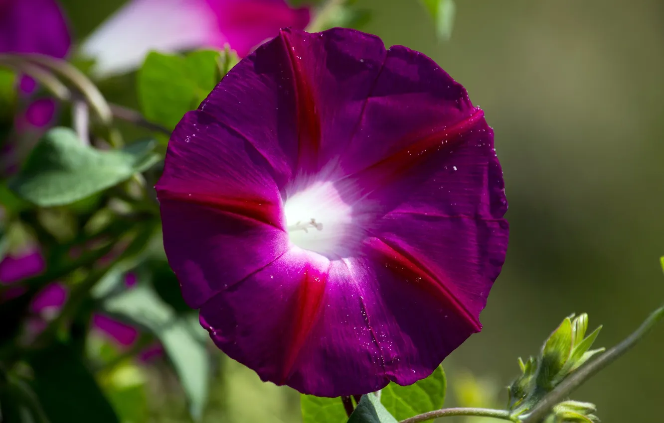 Photo wallpaper greens, purple, macro, petals