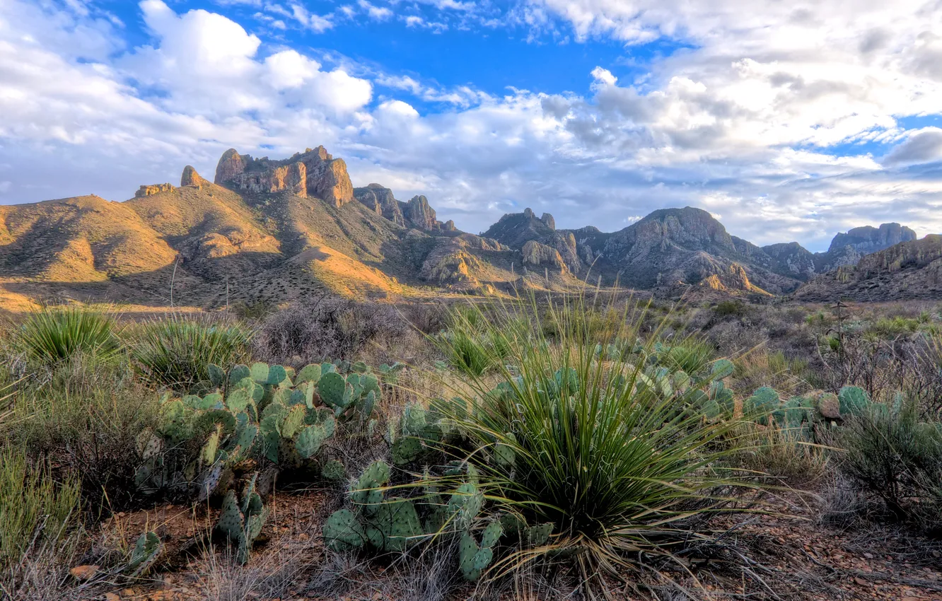 Photo wallpaper mountains, rocks, cactus, Prairie, Texas, Big Bend National Park