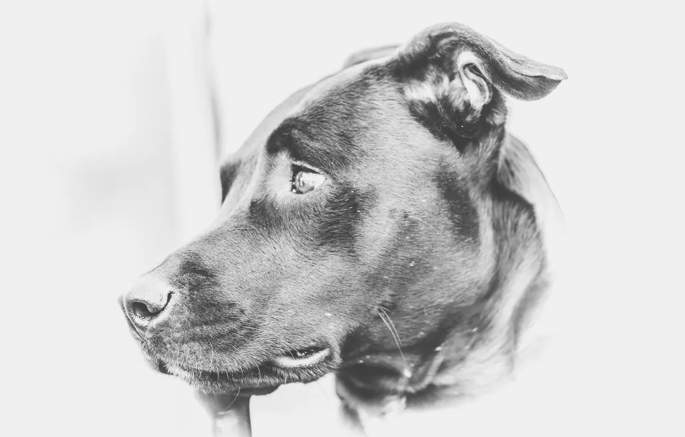 Photo wallpaper look, face, dog, Labrador