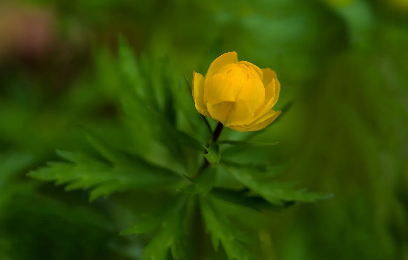 Photo wallpaper flowers, nature, bokeh, globeflowers