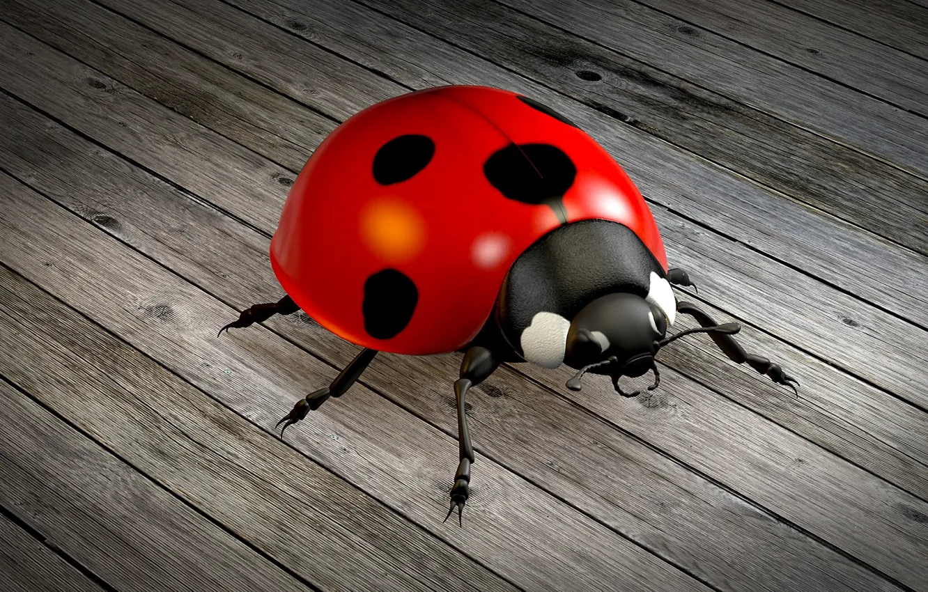 Photo wallpaper ladybug, beetle, Board