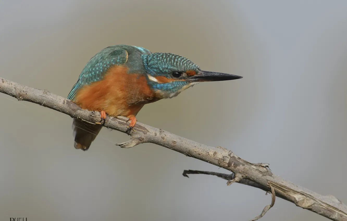 Photo wallpaper nature, sprig, bird, Kingfisher, DUELL ©