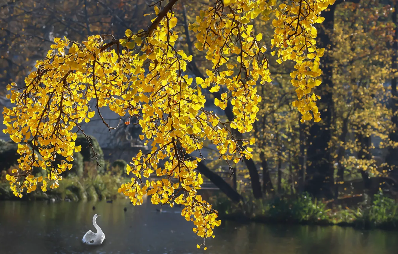 Photo wallpaper autumn, white, light, trees, yellow, pond, branch, bird