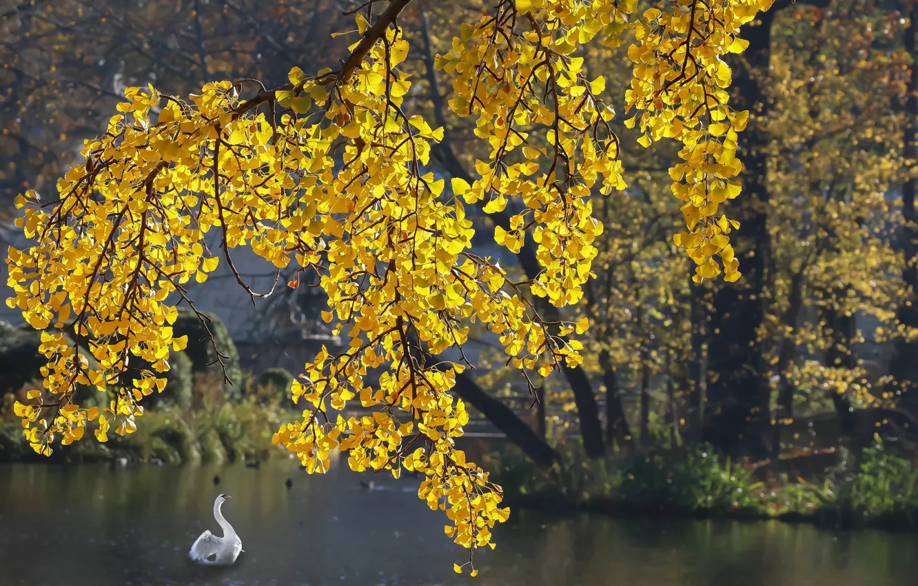 Photo wallpaper autumn, white, light, pond, tree, branch, bird, shore