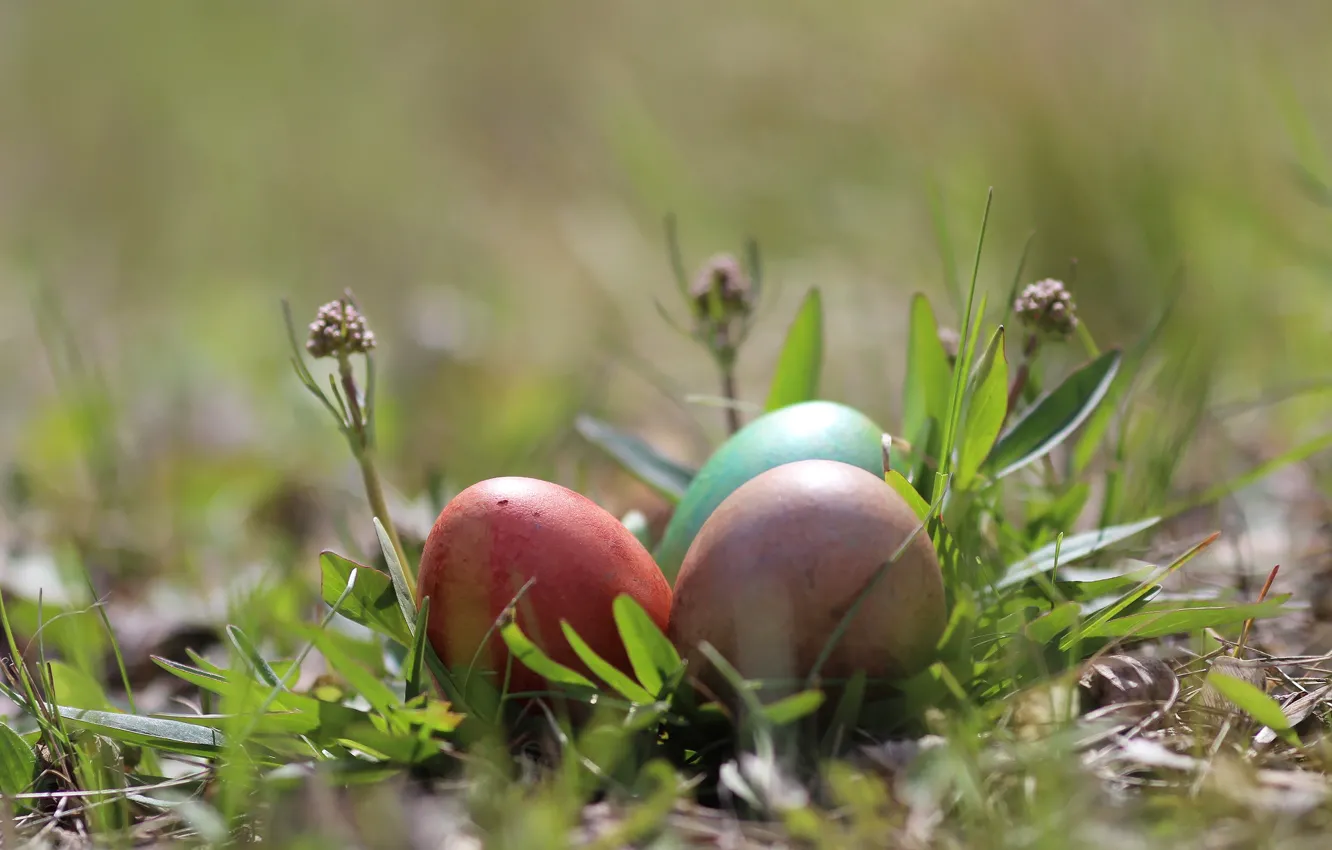 Photo wallpaper background, eggs, Easter, weed