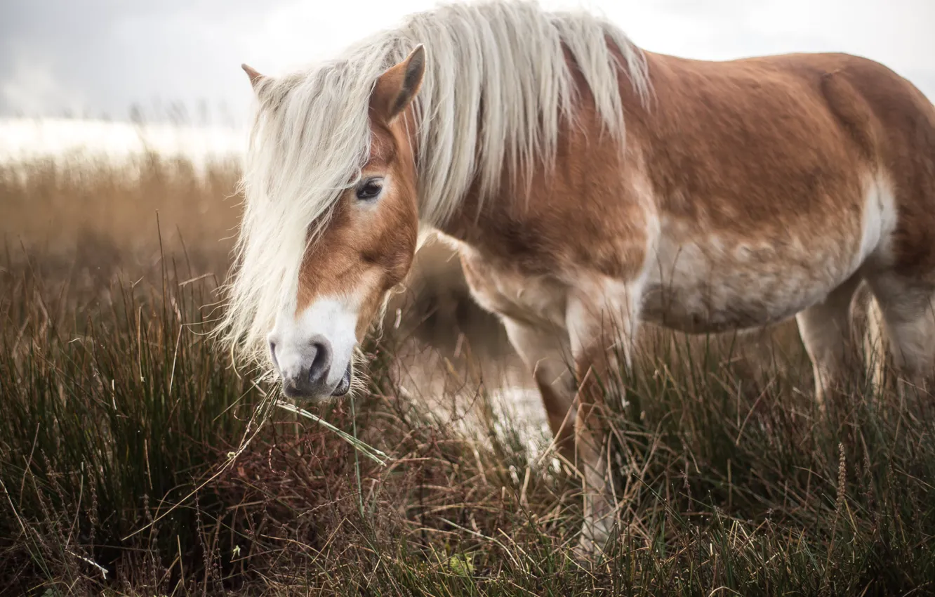Photo wallpaper field, grass, look, face, horse, horse, mane, bangs