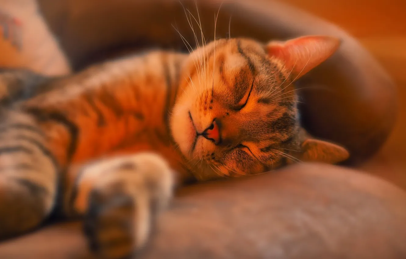 Photo wallpaper cat, cat, light, stay, sleep, sleeping, lies, bokeh