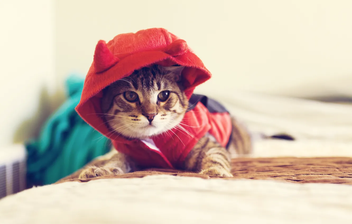 Photo wallpaper cat, look, macro, animal, clothing, hood