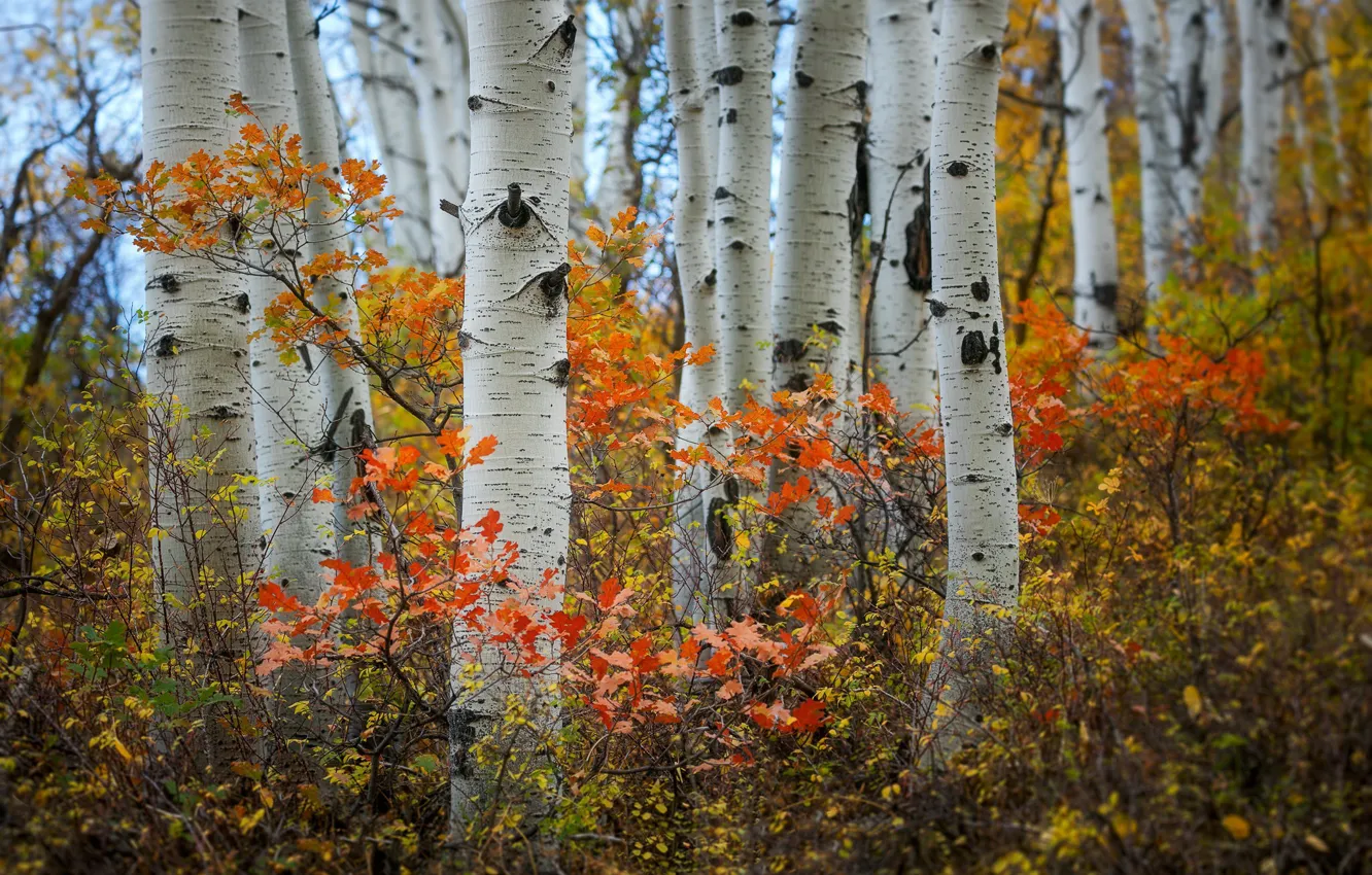 Photo wallpaper autumn, forest, birch