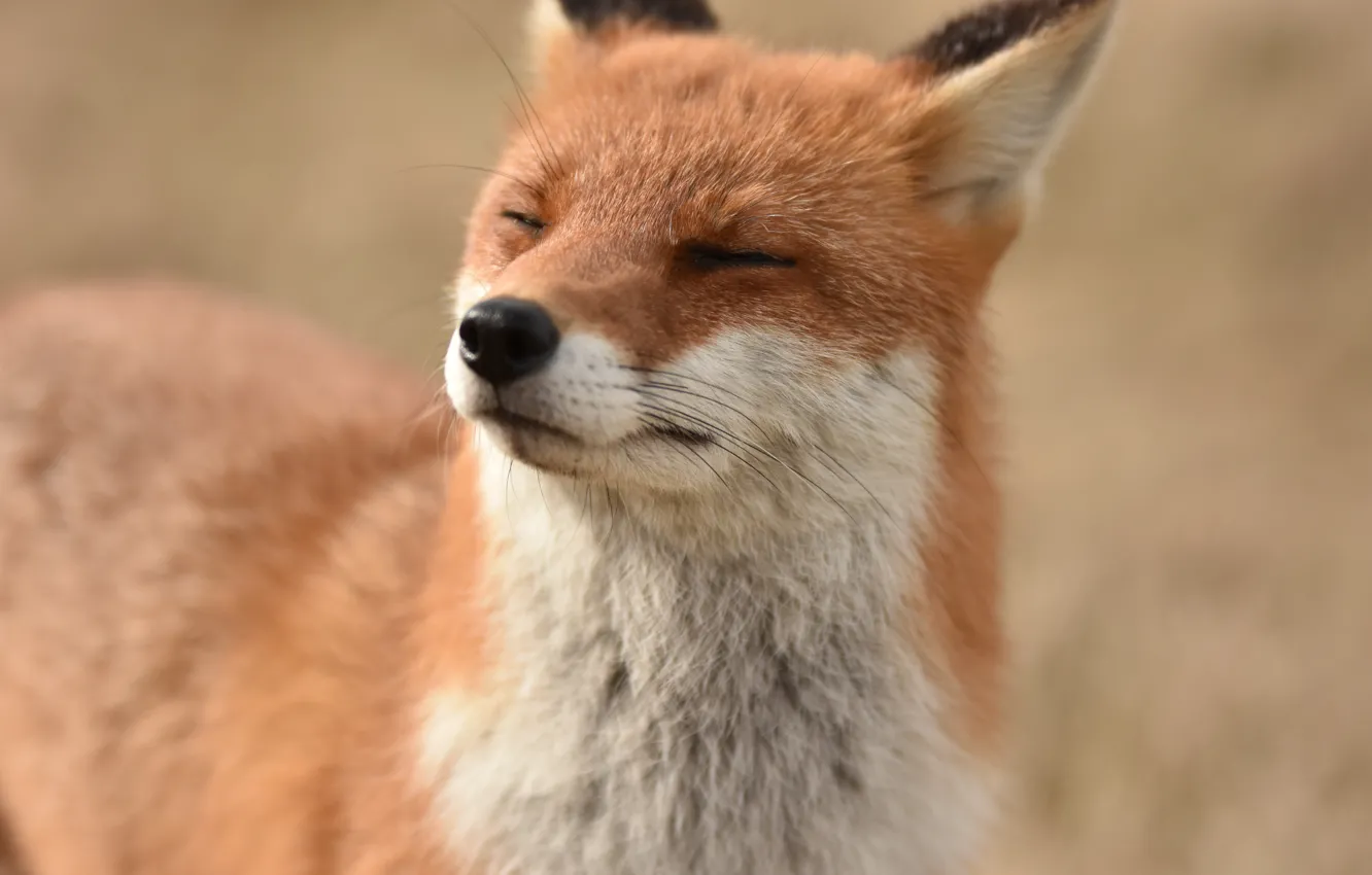 Photo wallpaper face, Fox, red