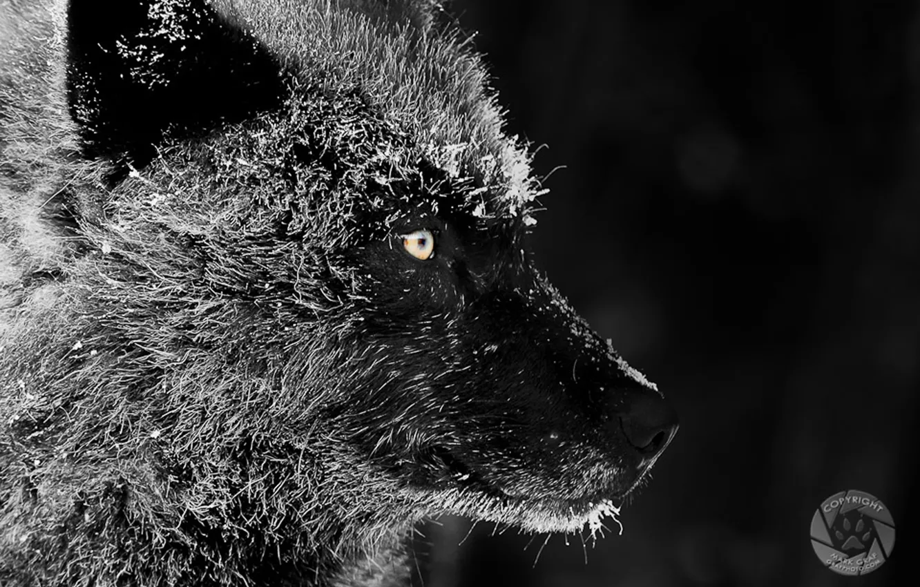 Photo wallpaper Predator, nature, animal, wolf, wildlife, portrait, Black Wolf, portrait.
