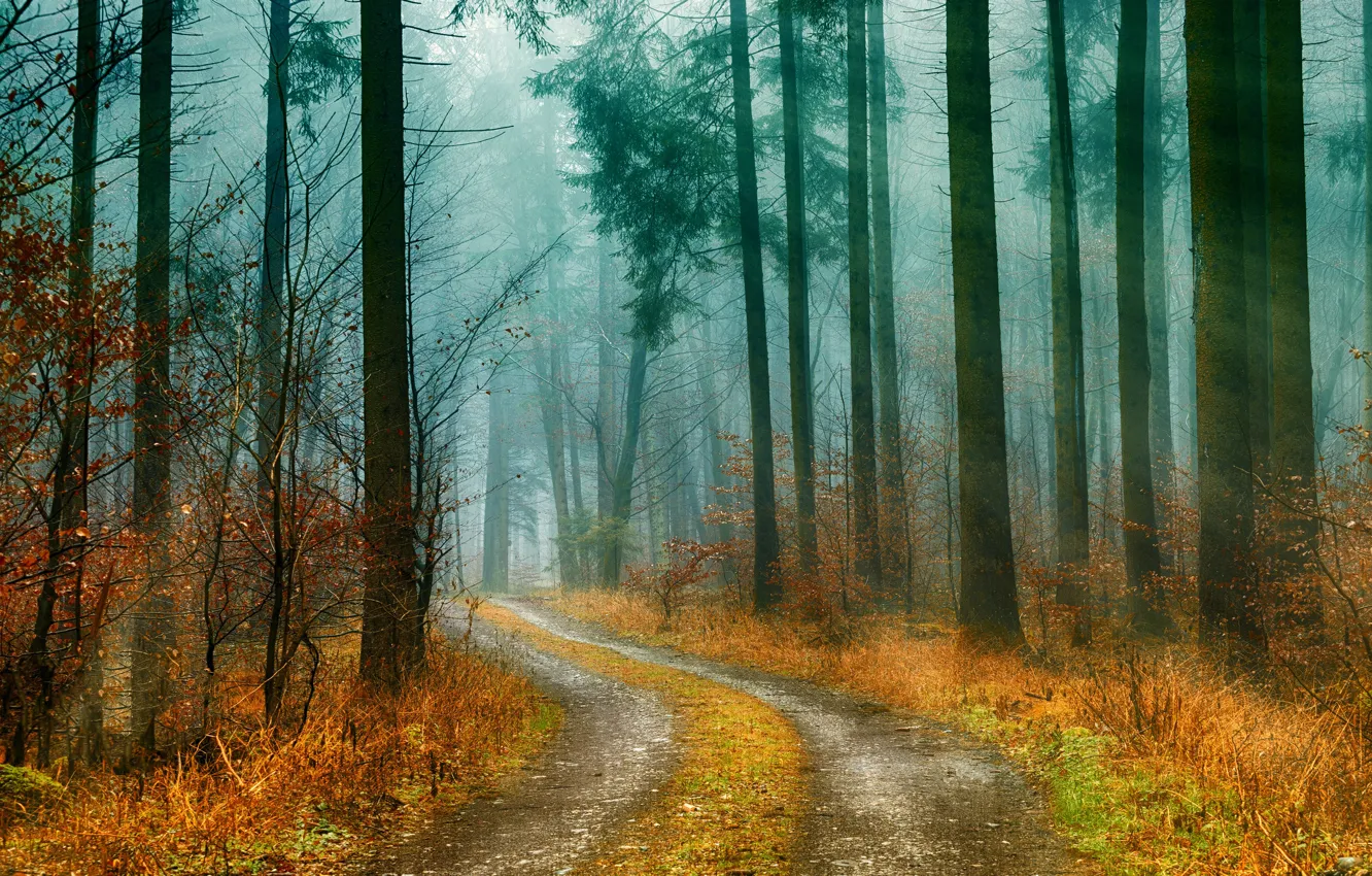 Photo wallpaper road, autumn, forest, grass, rays, light, trees, fog