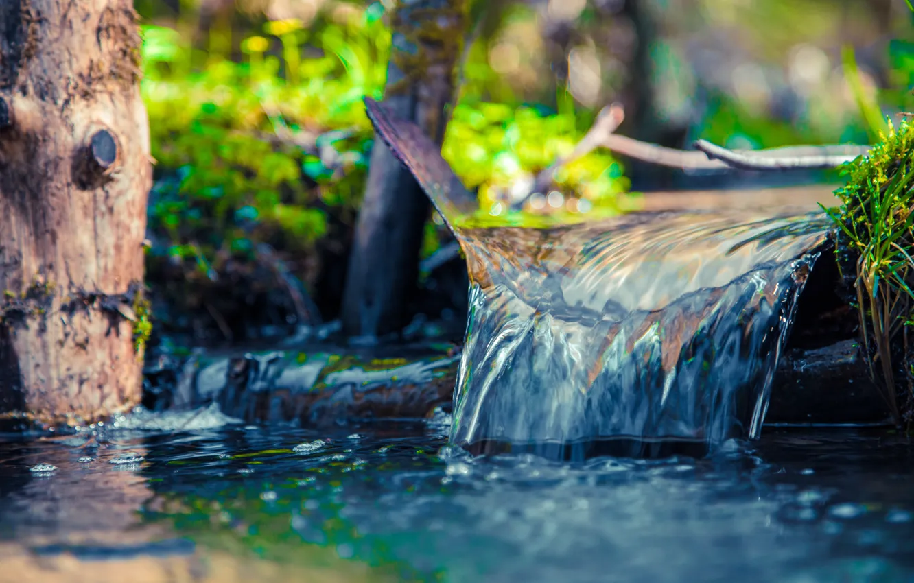 Photo wallpaper forest, grass, water, macro, landscape, nature, stream, for