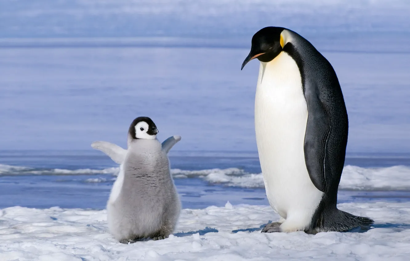 Photo wallpaper penguins, family, Antarctica, cub, Chicks