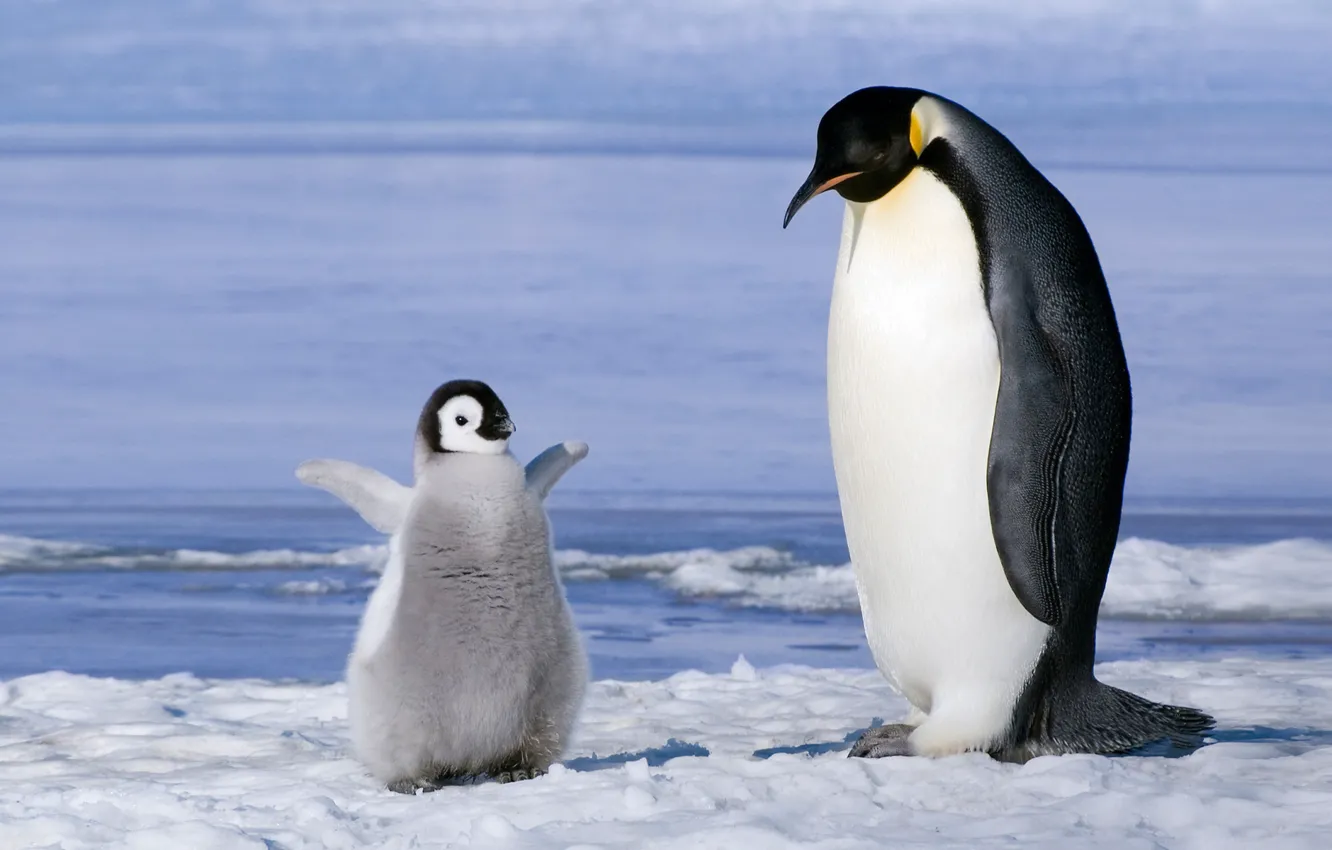 Photo wallpaper penguins, family, cub, chick, Antarctica