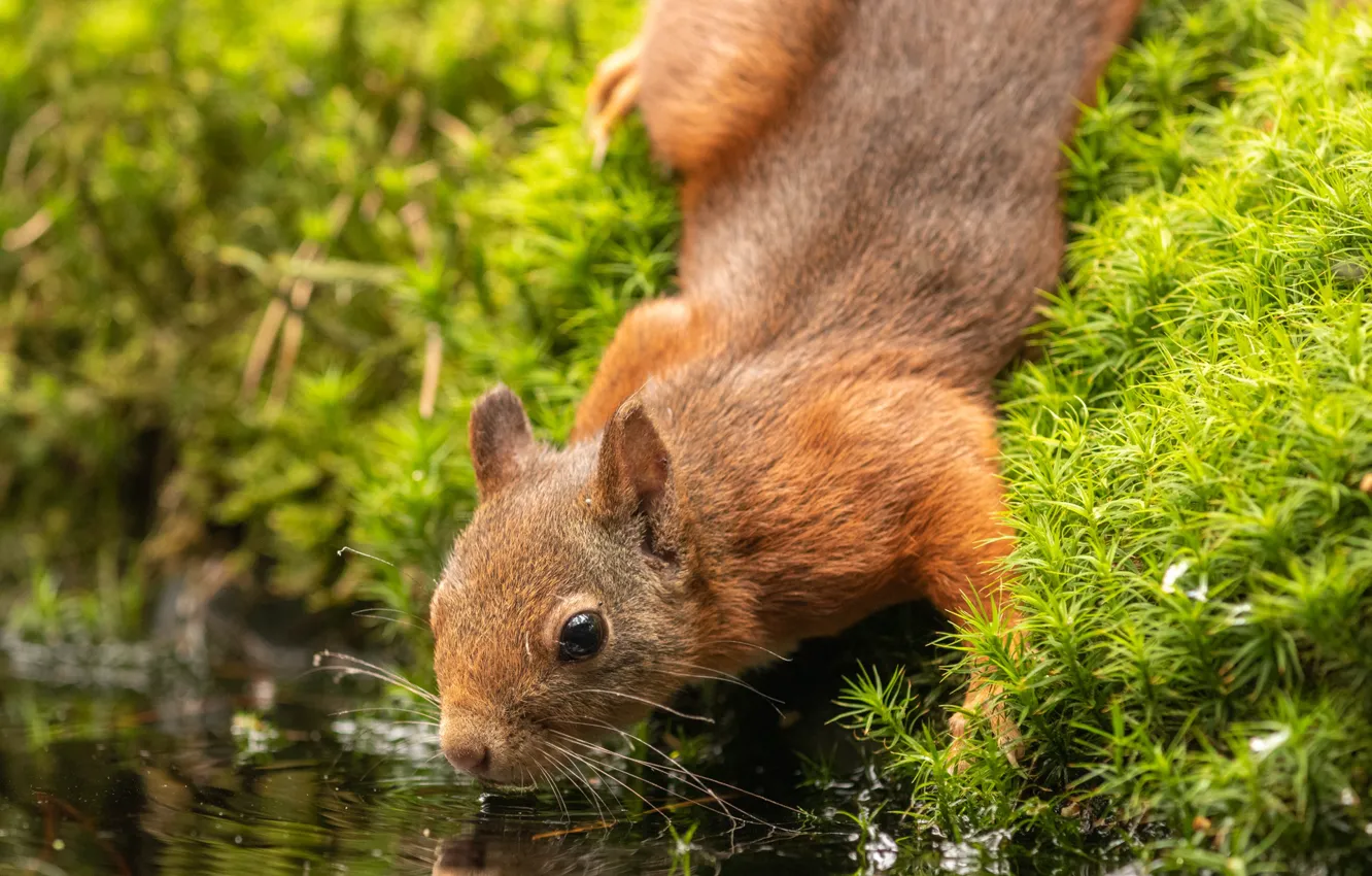 Photo wallpaper water, nature, vegetation, protein, drink, animal, rodent