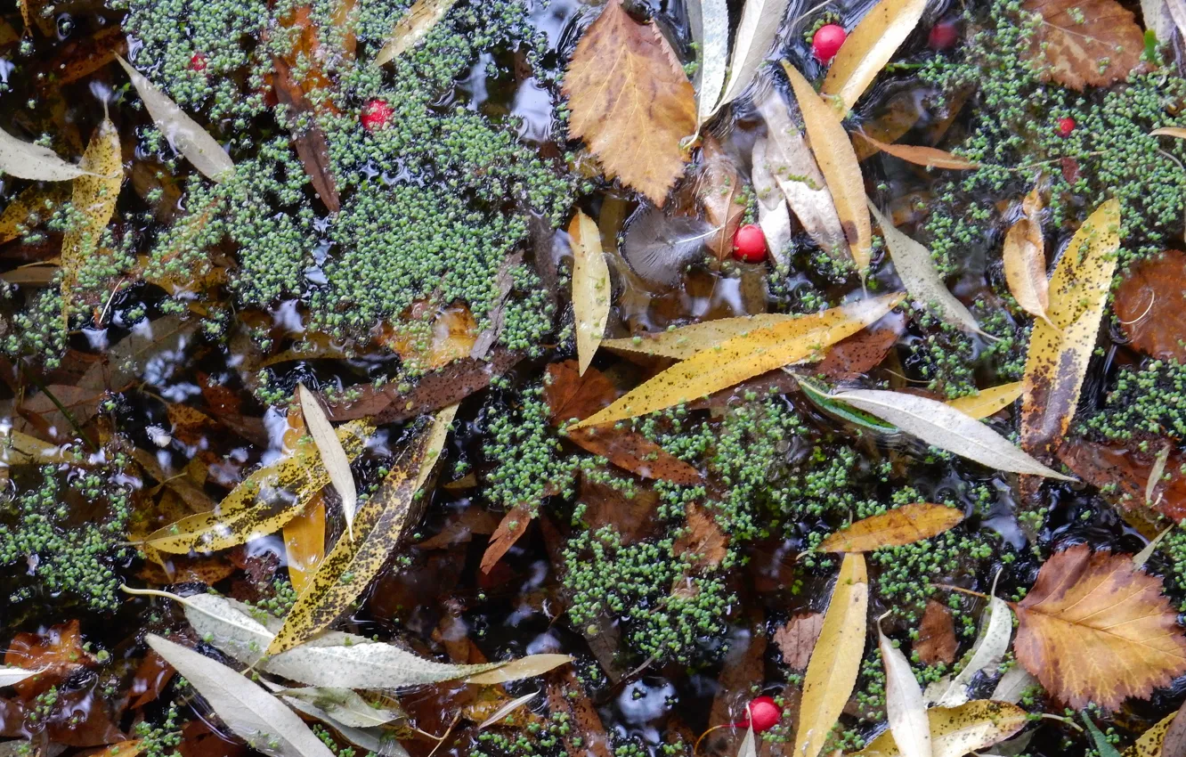 Photo wallpaper autumn, leaves, nature, stream, widescreen, plant, wallpaper, widescreen