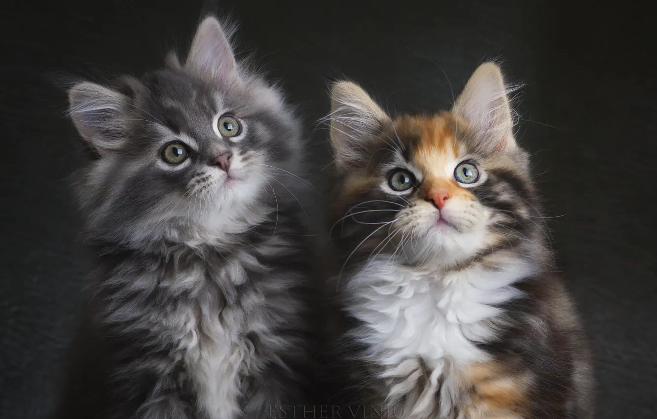 Photo wallpaper grey, pair, kittens, tri-color