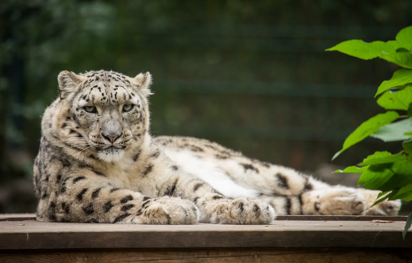 Photo wallpaper cat, stay, IRBIS, snow leopard