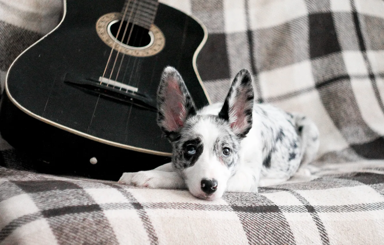 Photo wallpaper guitar, dog, puppy, puppy, dog, border collie, border collie