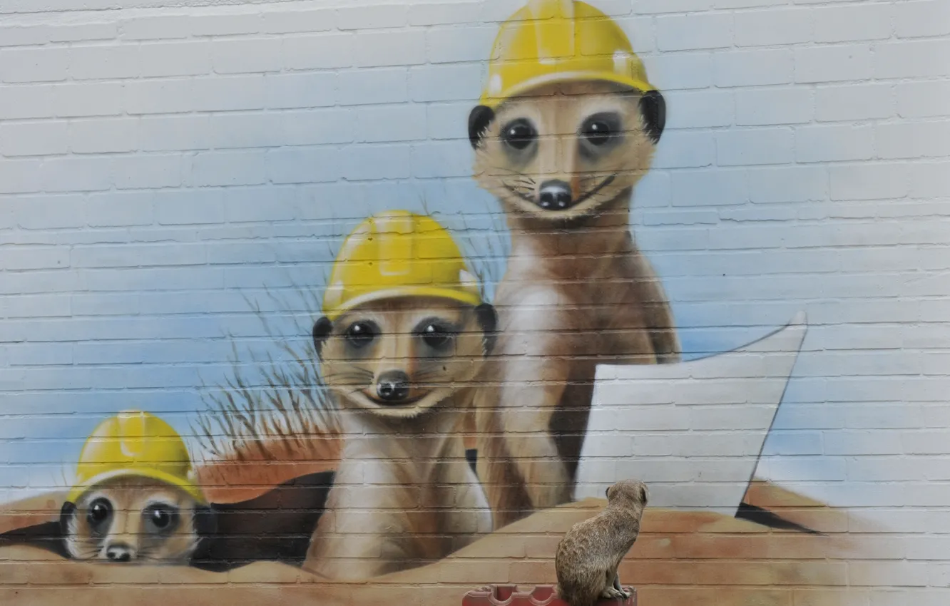 Photo wallpaper wall, graffiti, meerkats