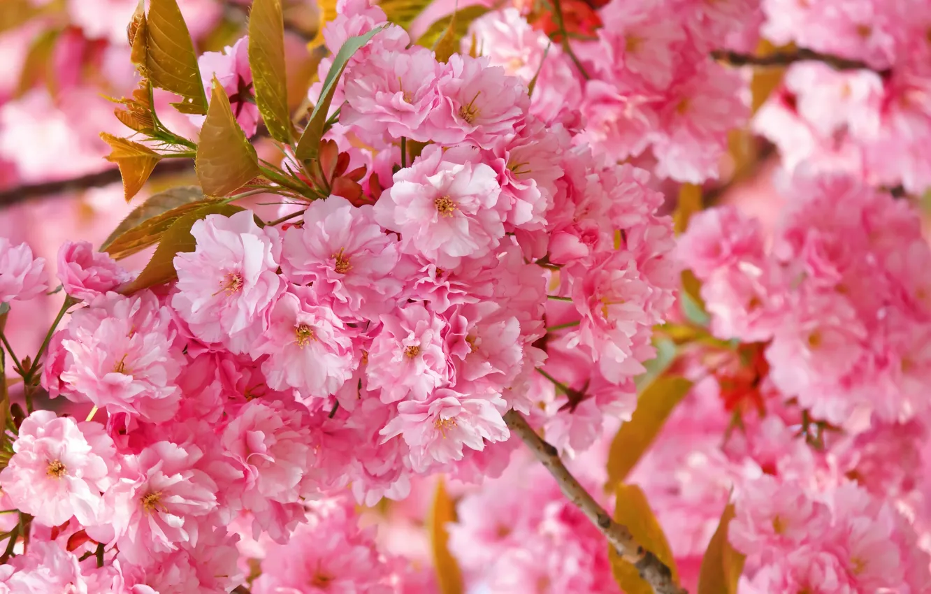 Photo wallpaper flowers, spring, Sakura, pink