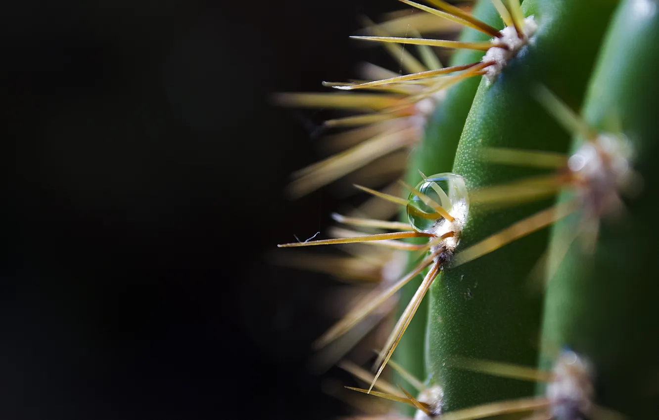 Photo wallpaper drops, green, the dark background, cactus, barb, spikes