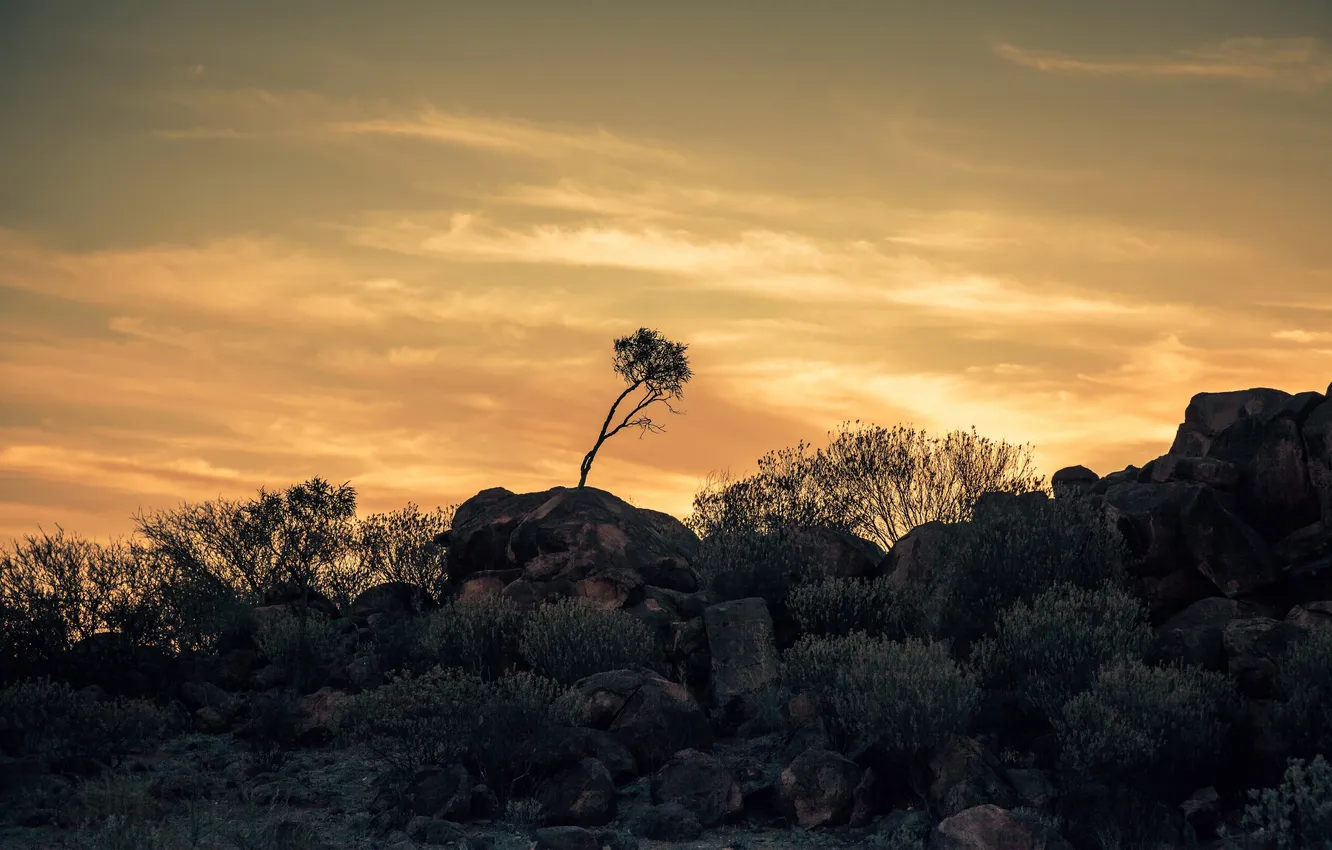 Photo wallpaper sunset, stones, plants