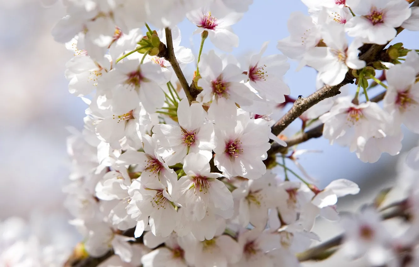 Photo wallpaper white, branches, Apple blossom