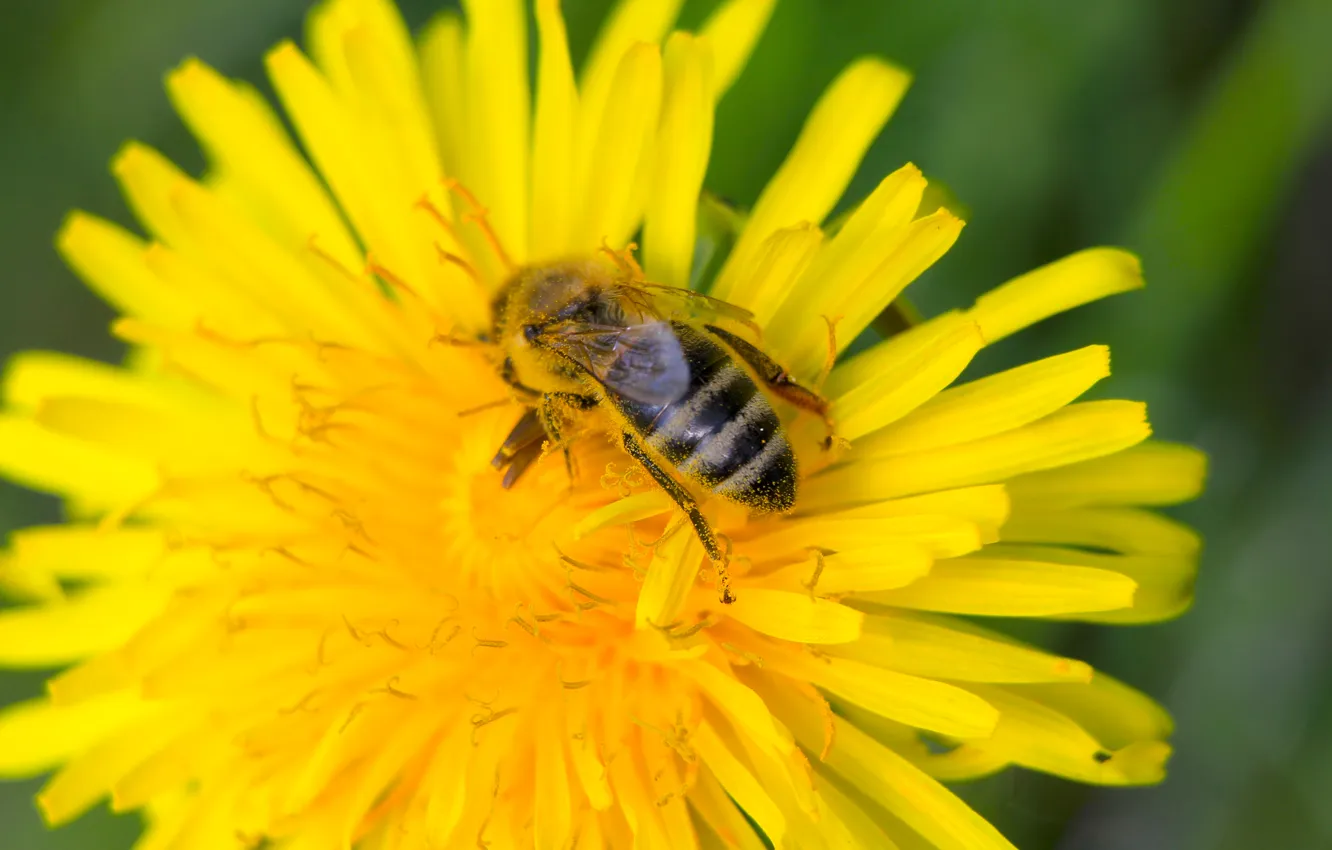 Photo wallpaper flower, spring, insect, bee