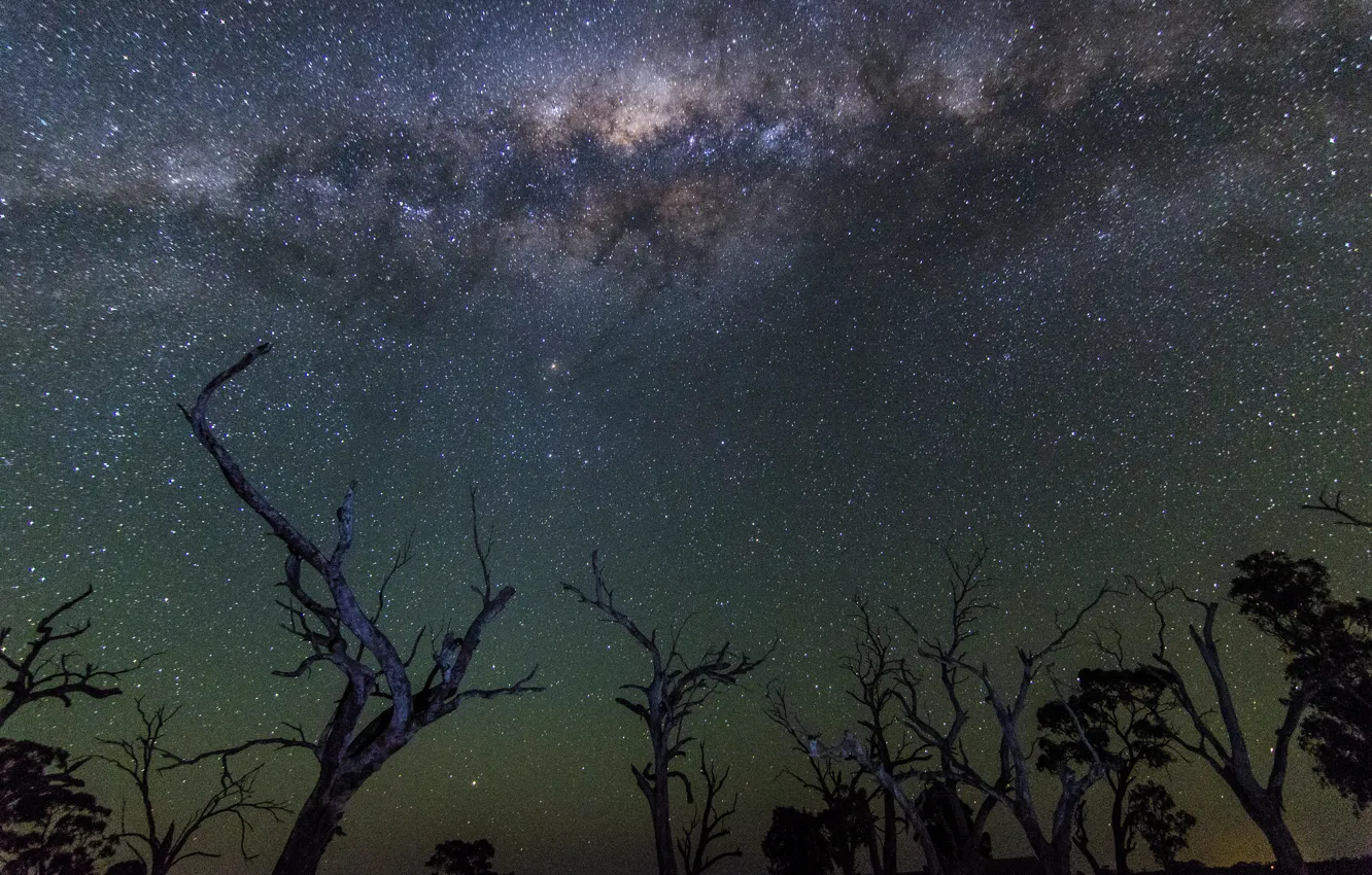 Photo wallpaper space, stars, trees, night, the milky way