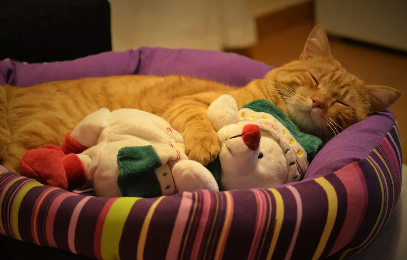 Photo wallpaper cat, cat, comfort, toy, sleep, red, bear, sleeping