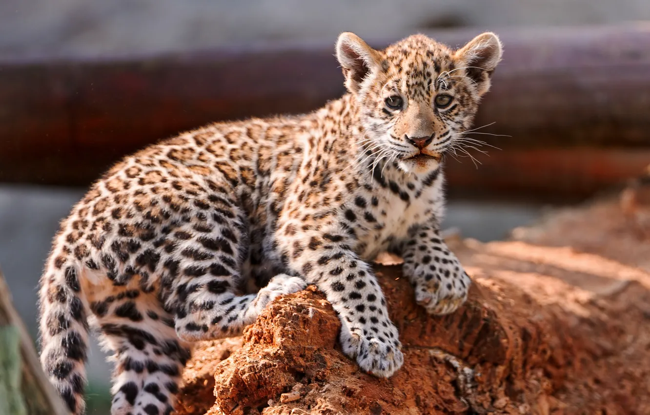Photo wallpaper leopard, cub, kitty