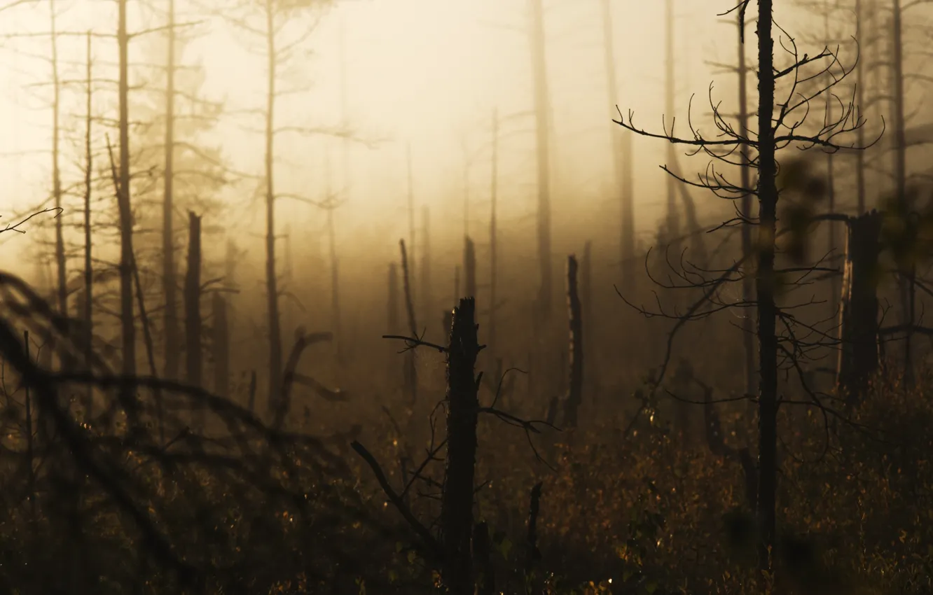 Photo wallpaper forest, pine, windbreak