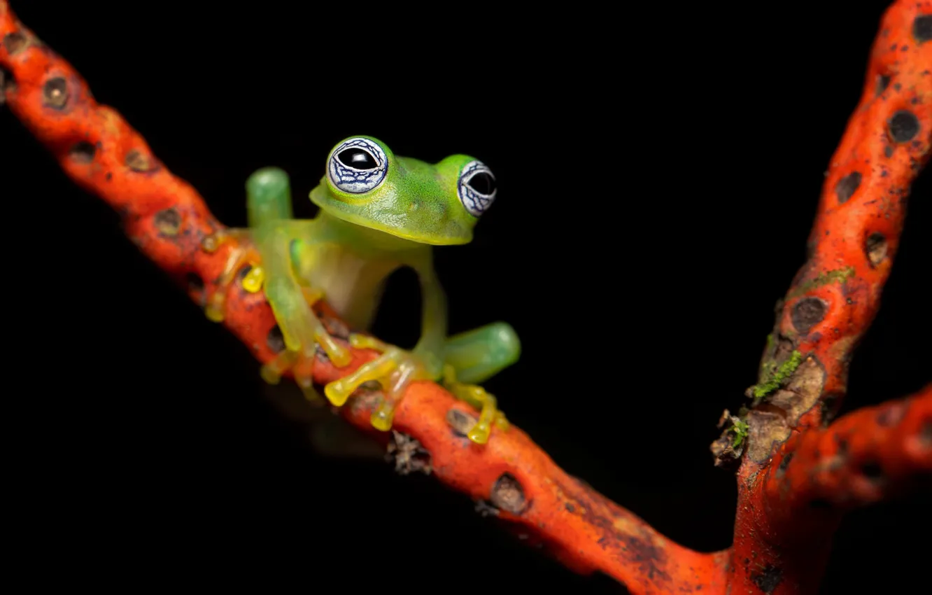 Photo wallpaper branches, frog, black background