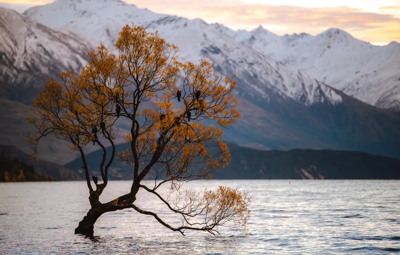 Photo wallpaper trees, landscape, nature, lake, bird