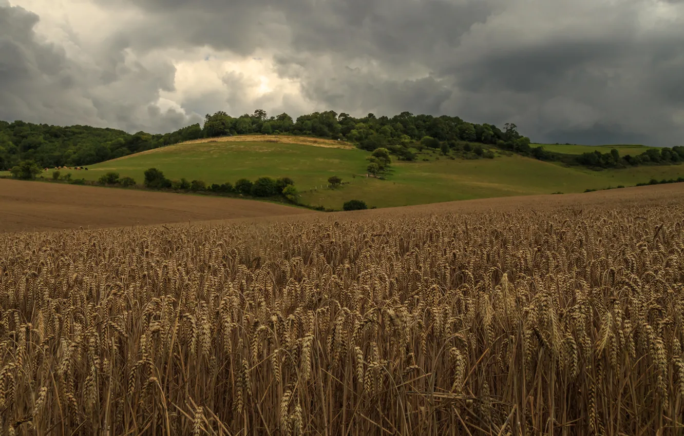 Photo wallpaper wheat, field, forest, summer, the sky, clouds, trees, clouds