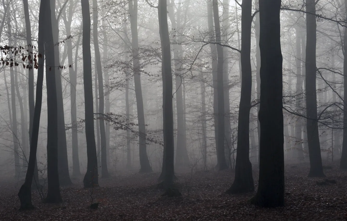 Photo wallpaper forest, trees, nature, fog