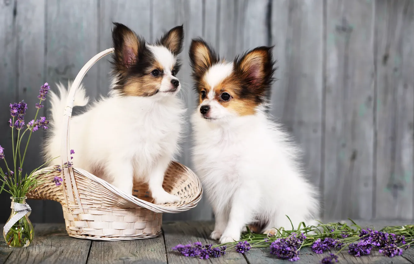 Photo wallpaper dogs, flowers, basket, puppies