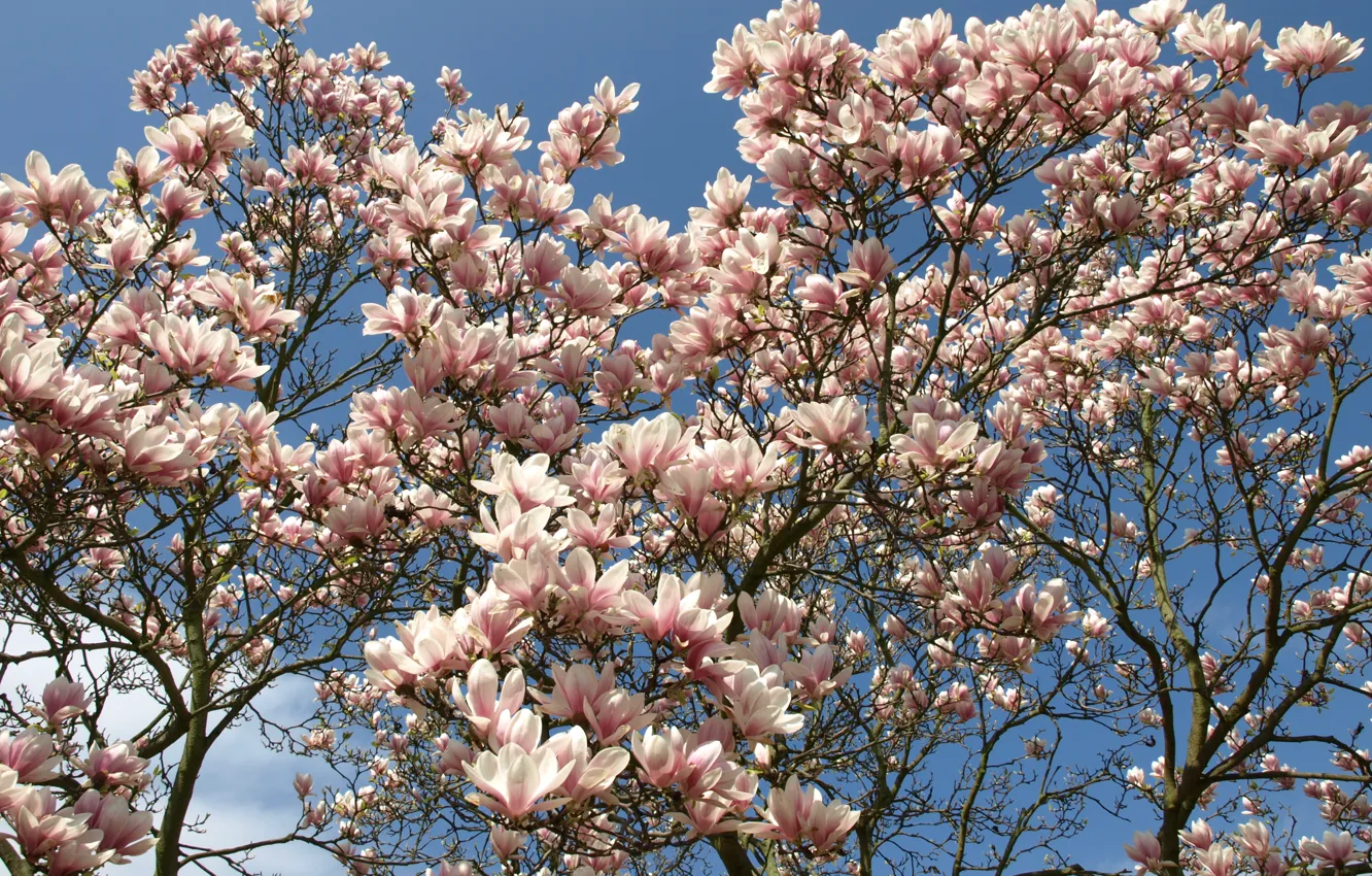 Photo wallpaper tree, branch, spring, flowering, flowers, tree, Spring, flowering
