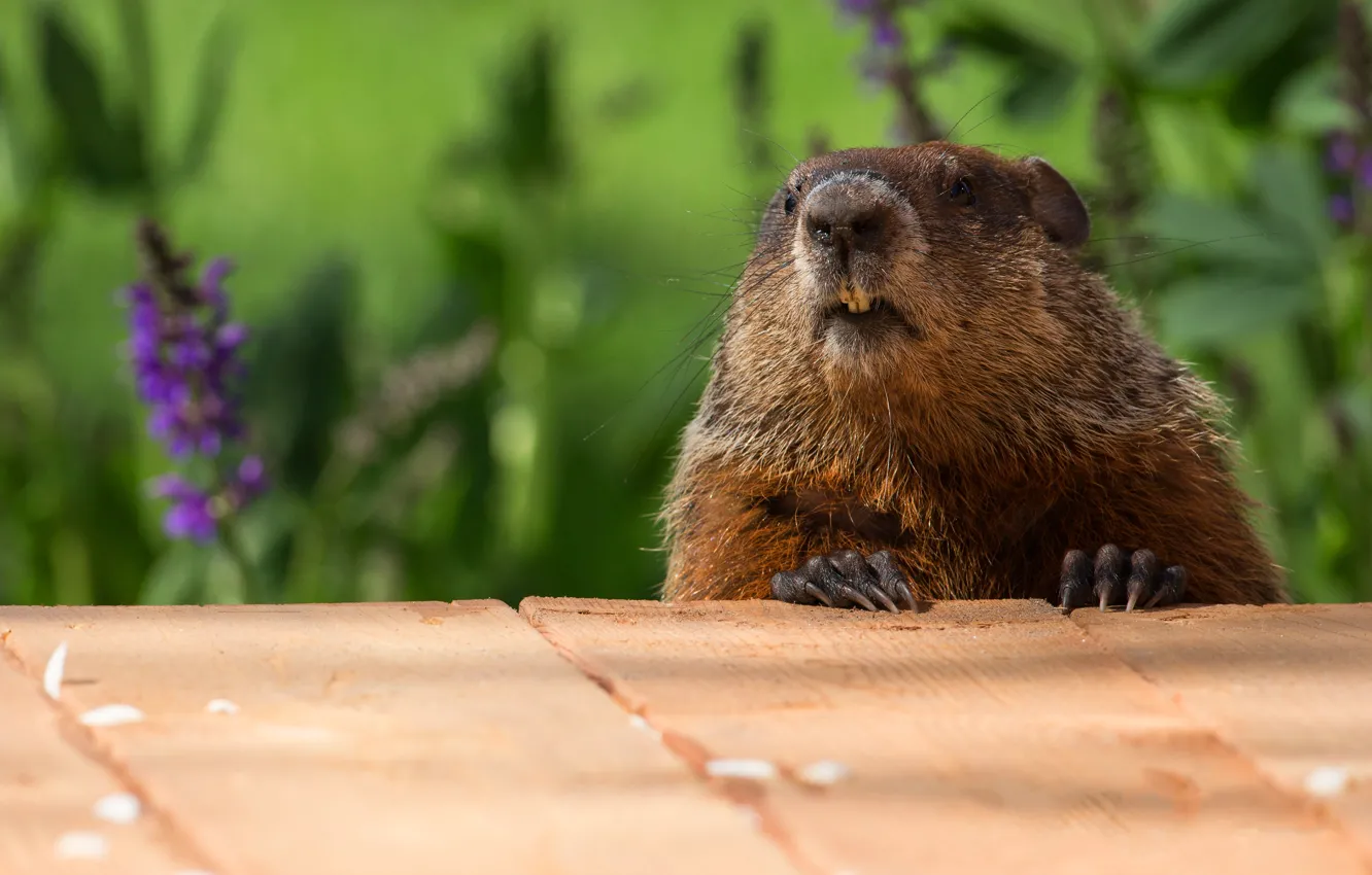 Photo wallpaper face, flowers, nature, Board, portrait, marmot