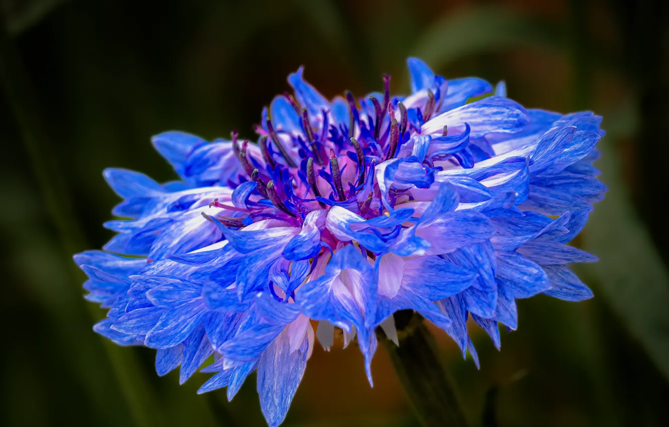 Photo wallpaper macro, flowers, blue, treatment, cornflowers