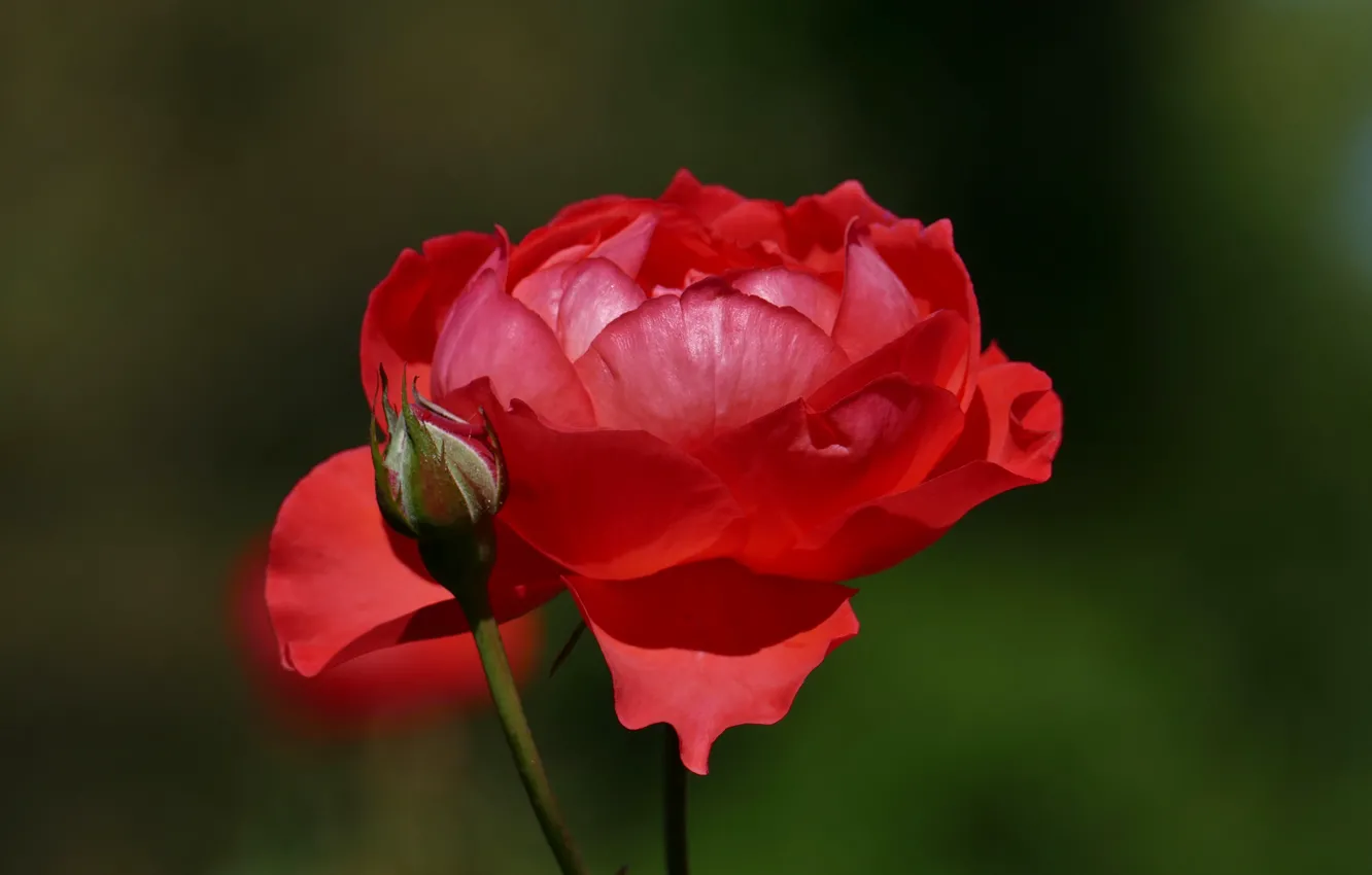 Photo wallpaper flower, rose, Bud, red, scarlet