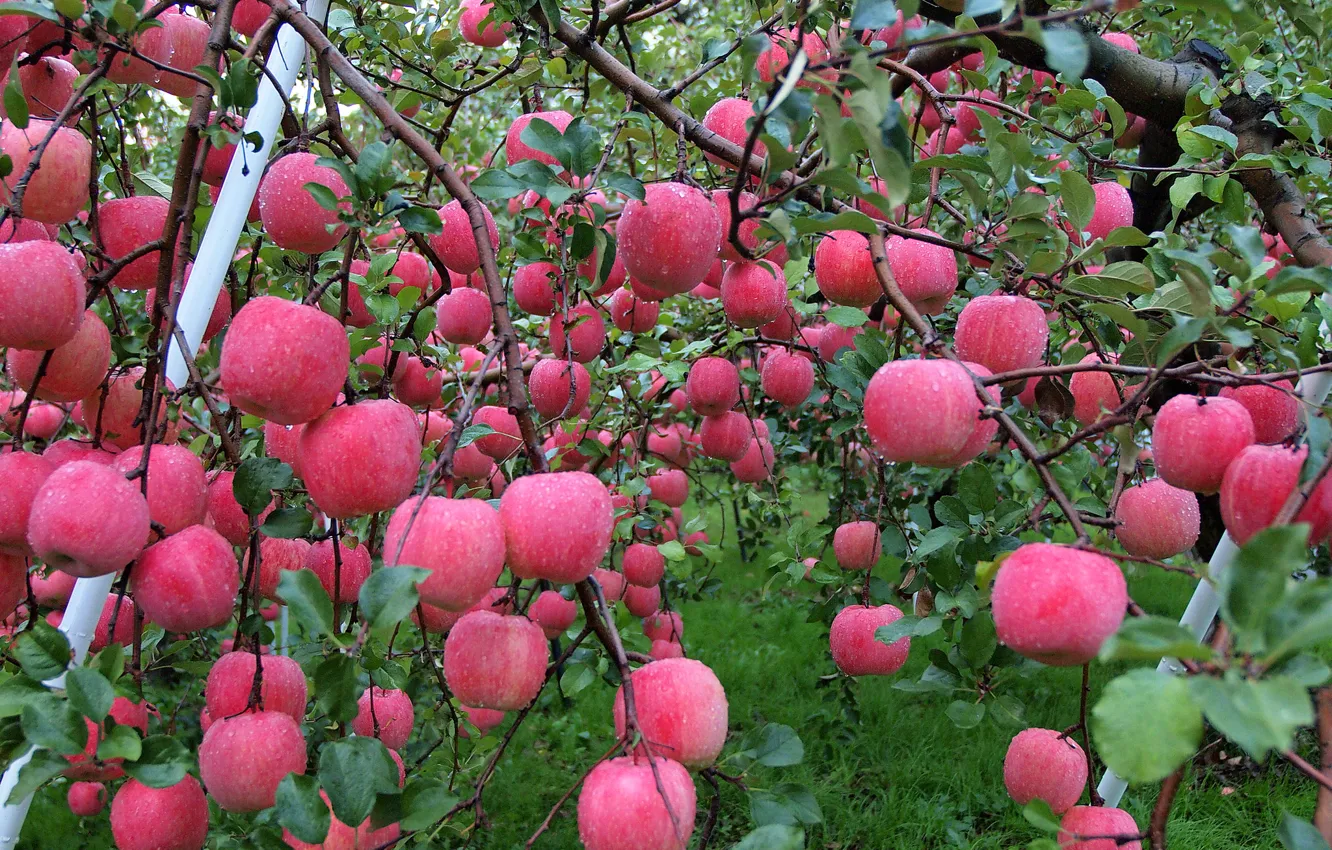 Photo wallpaper autumn, water, drops, Rosa, apples, garden, harvest