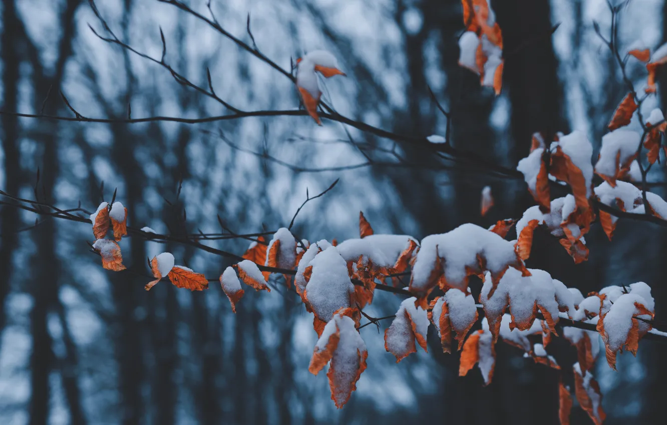 Photo wallpaper winter, leaves, snow, trees, branch, dry leaves