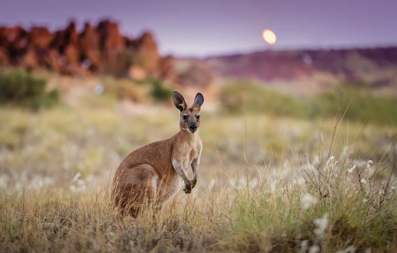 Photo wallpaper morning, Australia, kangaroo