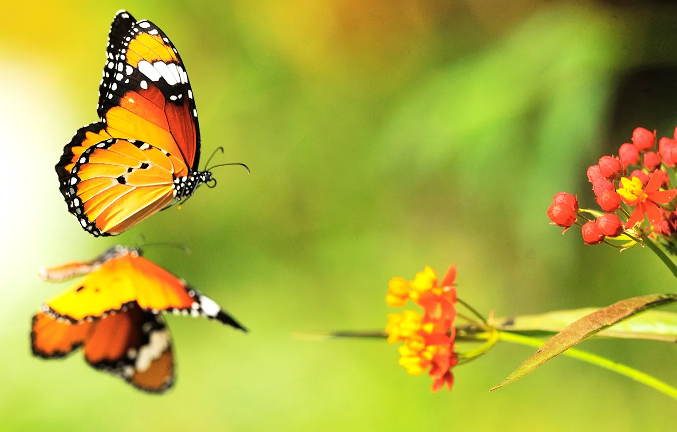 Photo wallpaper color, butterfly, flowers, bright